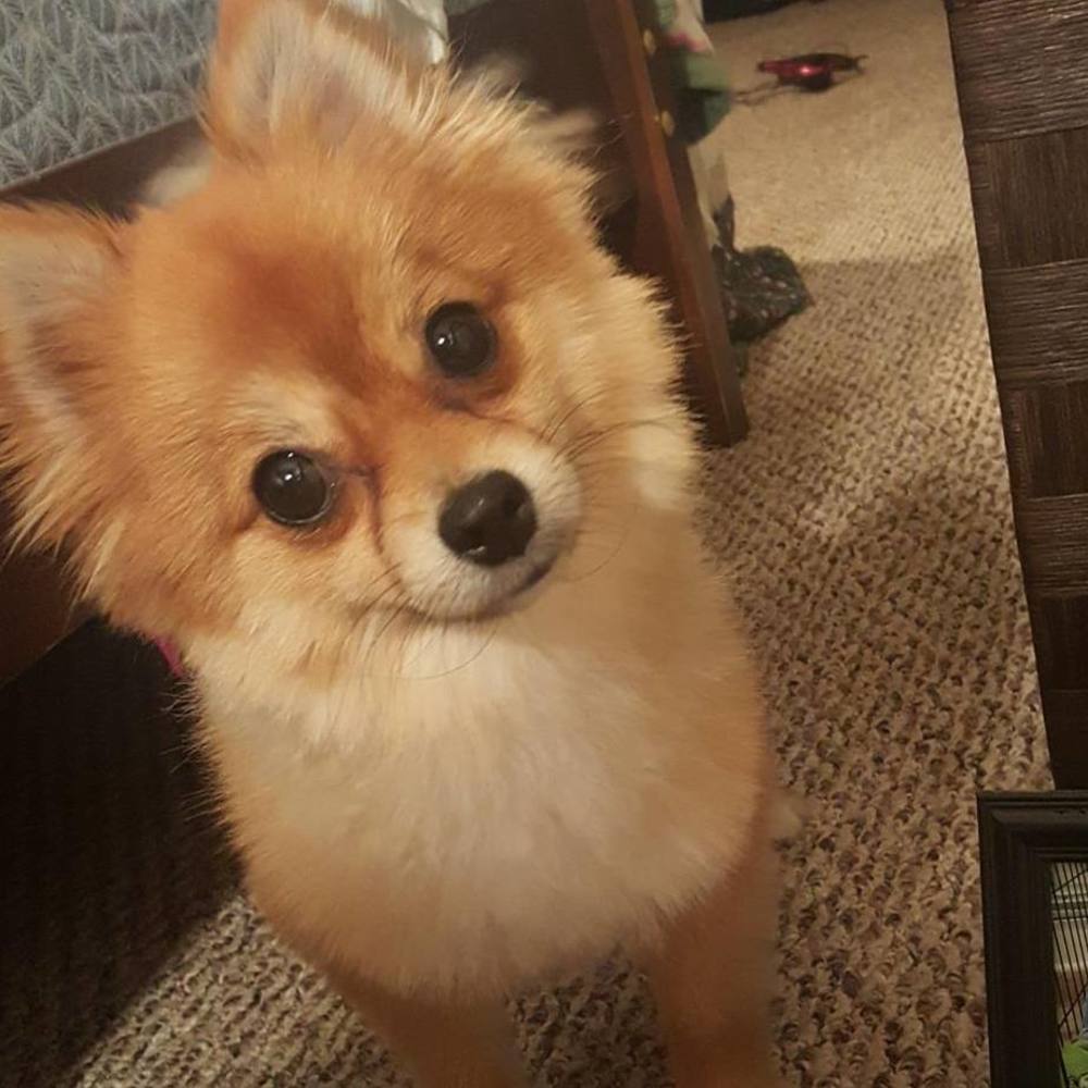 Meet your Posher, Luma